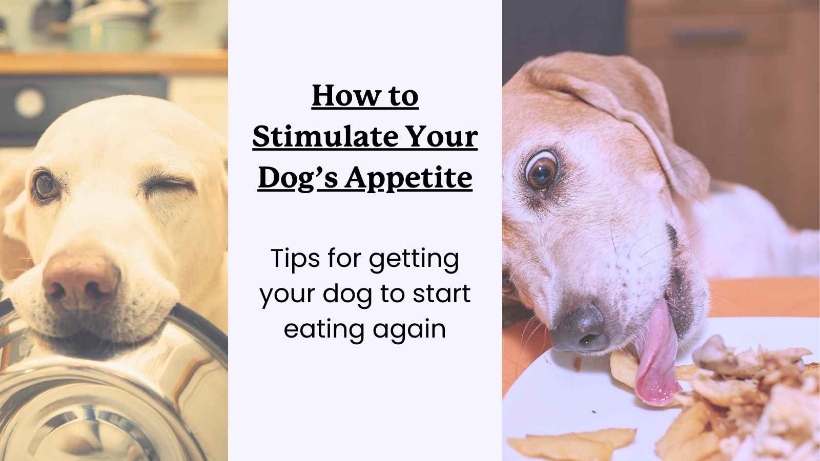 Natural Appetite Stimulants for Dogs