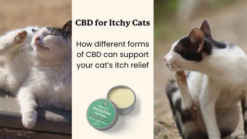 Two itchy cats and a tin of cbd balm