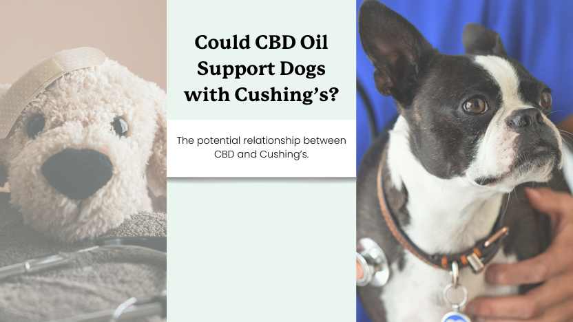 Two images of sick dogs and text that reads "Could cbd oil support dogs with cushing's?"