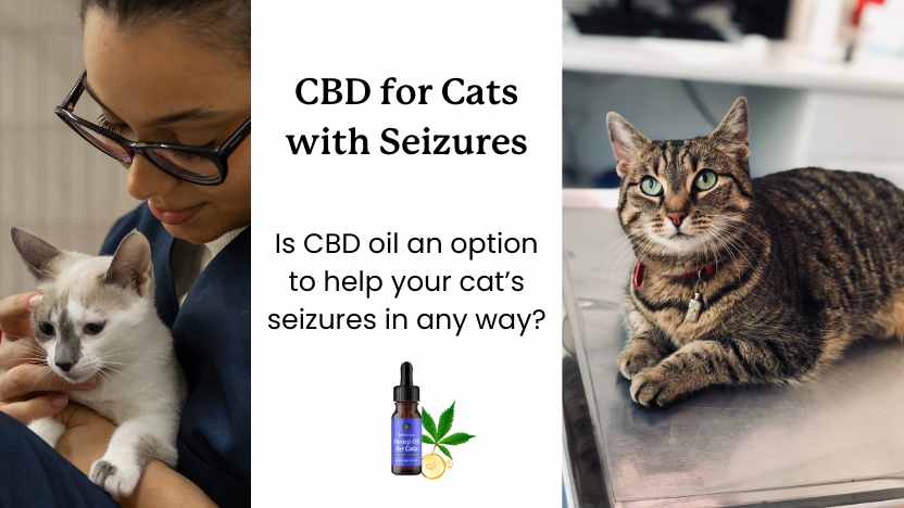 Two images of cats being treated, text, and a bottle of CBD oil for cats. 