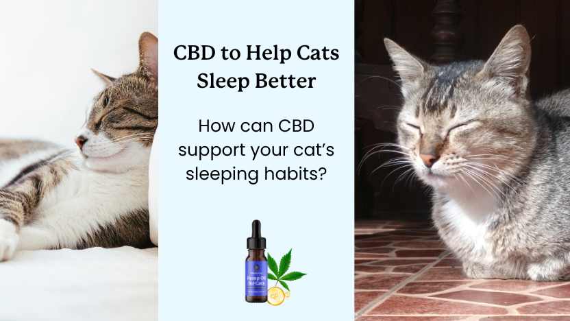 two cats sleeping and a bottle of Lolahemp CBD oil.