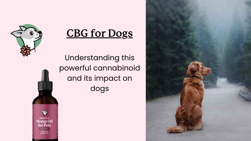 litttle brown dog on a trail in the woods next to a bottle of CBG oil for dogs with CBD, and text that says CBG for dogs.