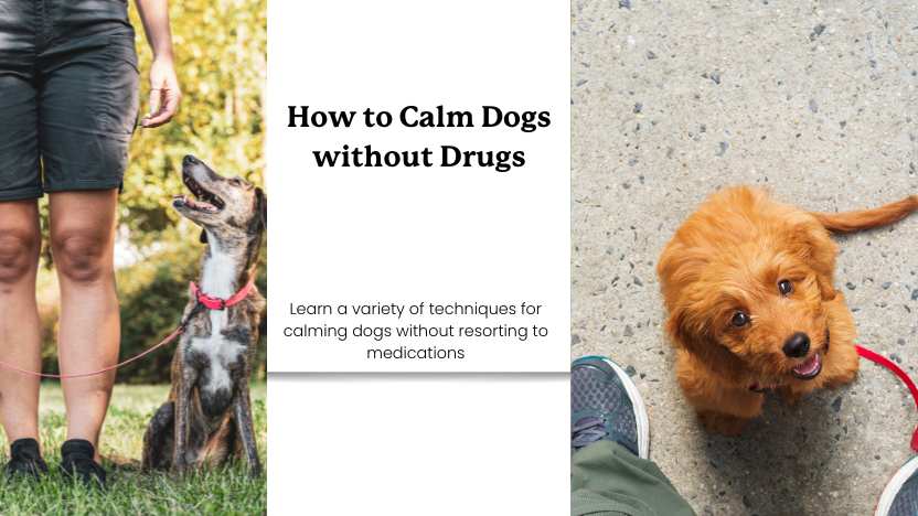 Two images of dogs being trained calmly, and text that reads "how to calm dogs without Drugs"
