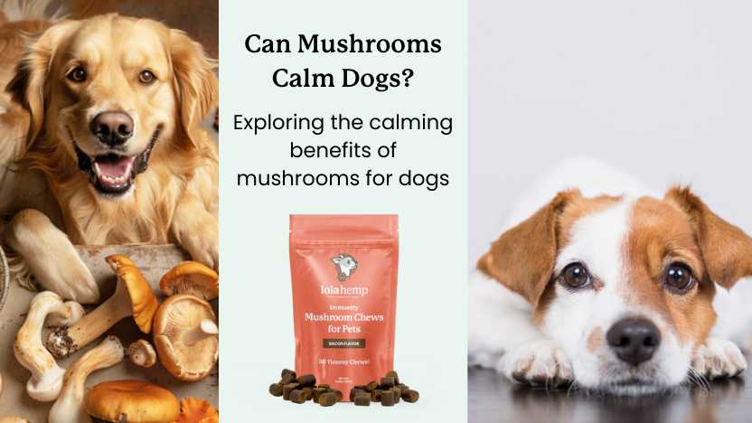 This guide discusses the calming properties of mushrooms for dogs