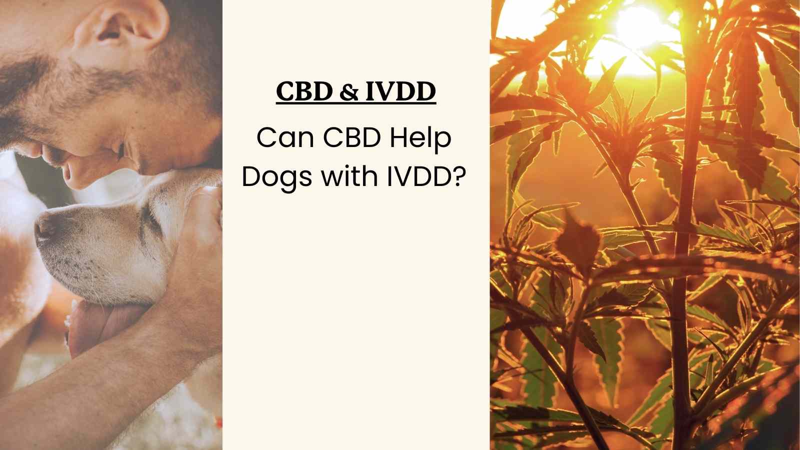 This article discusses whether or not CBD could help dogs with Ivdd