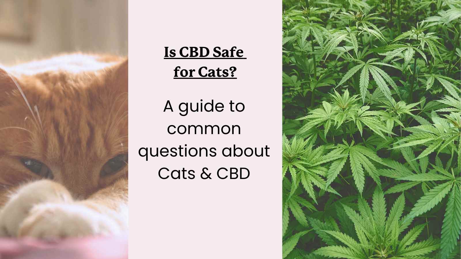 Cats & CBD Safety Guide