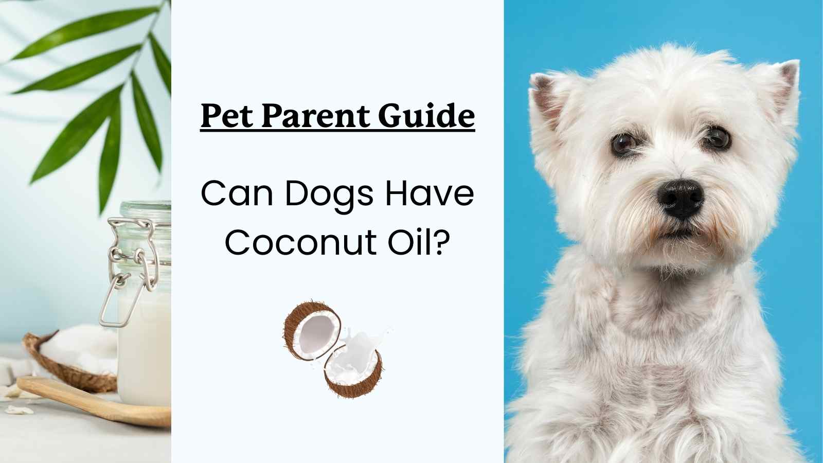 Should dogs eat coconut oil? Pet Parent Guide