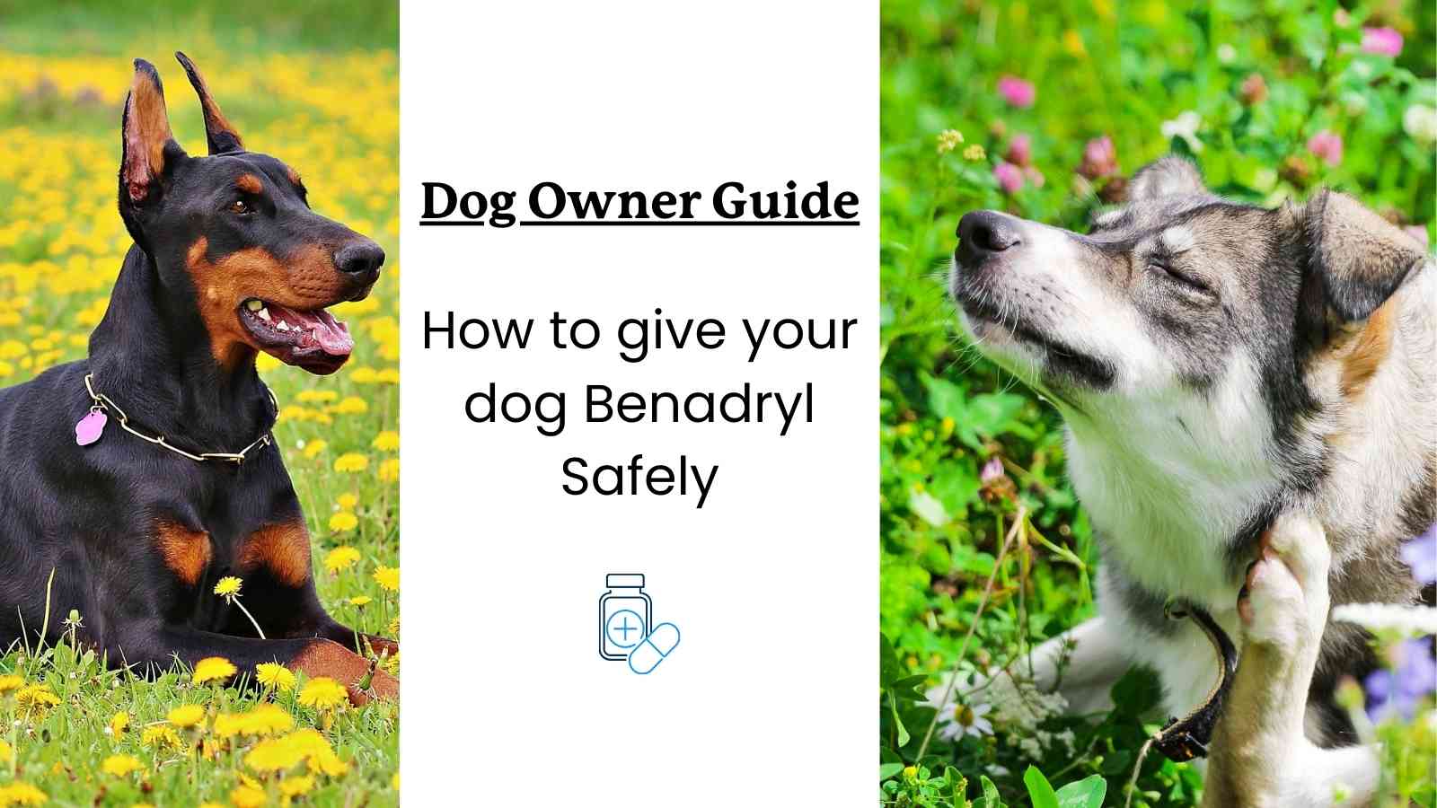 do dogs in fields with allergies, text that says "dog owner guide how to give your dog benadryl safely"