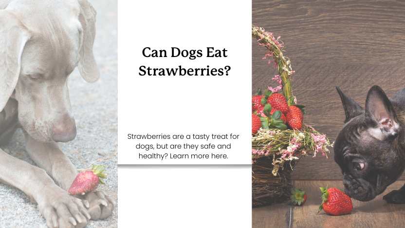 This image shows an image of a dog with a strawberry on its paw, and a french bulldog with a strawberry basket sniffing the strawberry and text that reads "can dogs eat strawberries?"