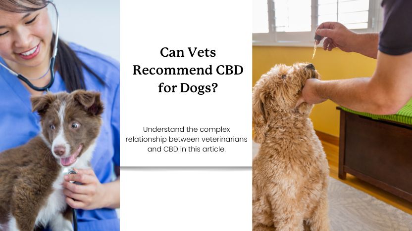 an image of a dog and vet, and a dog receiving CBD with text that reads "can vets recommend CBD for Dogs?"