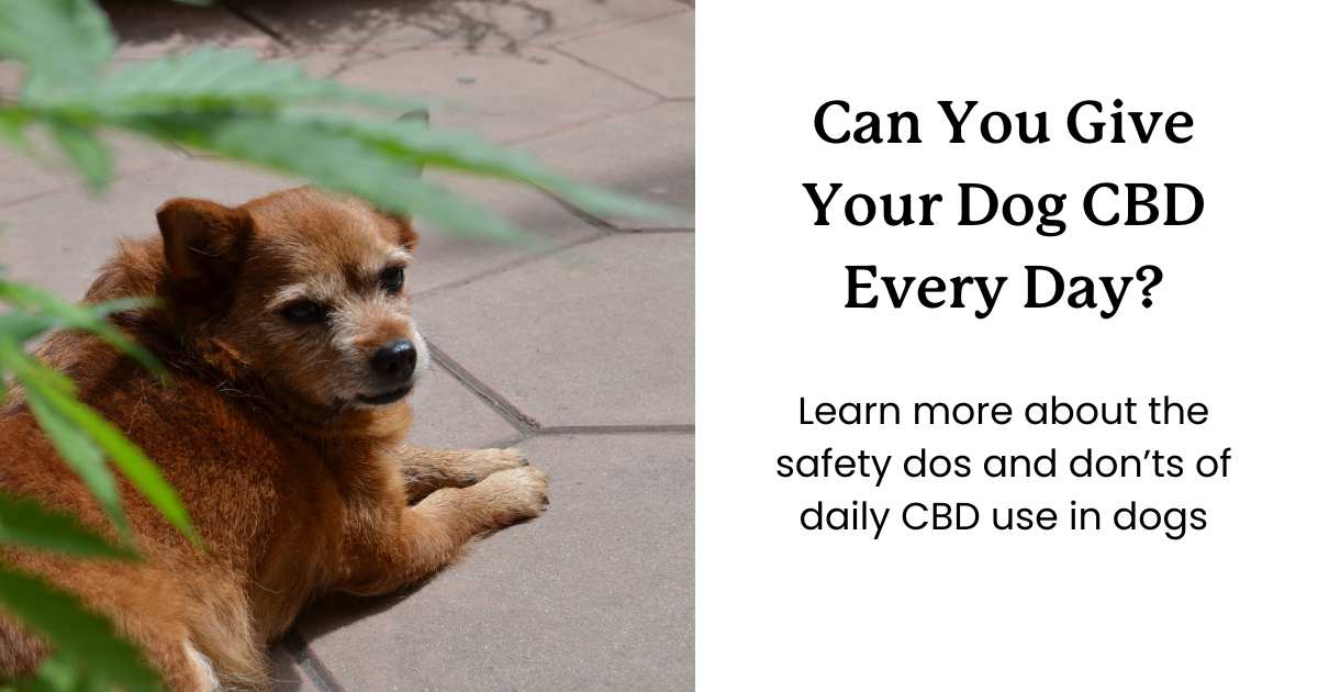 Image of a dog laying down on the ground with a hemp plant and text that reads "can you give your dog CBD every day?"