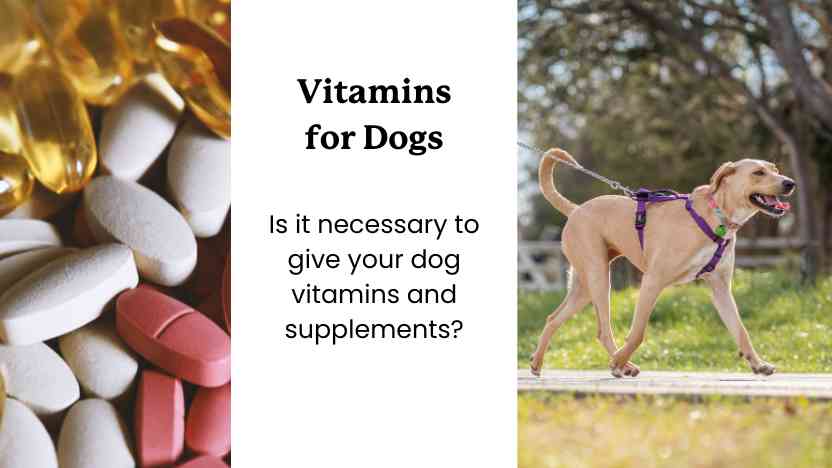 Vitamins for Dogs Guide: Image of vitamins, text, and an image of a dog on a walk.