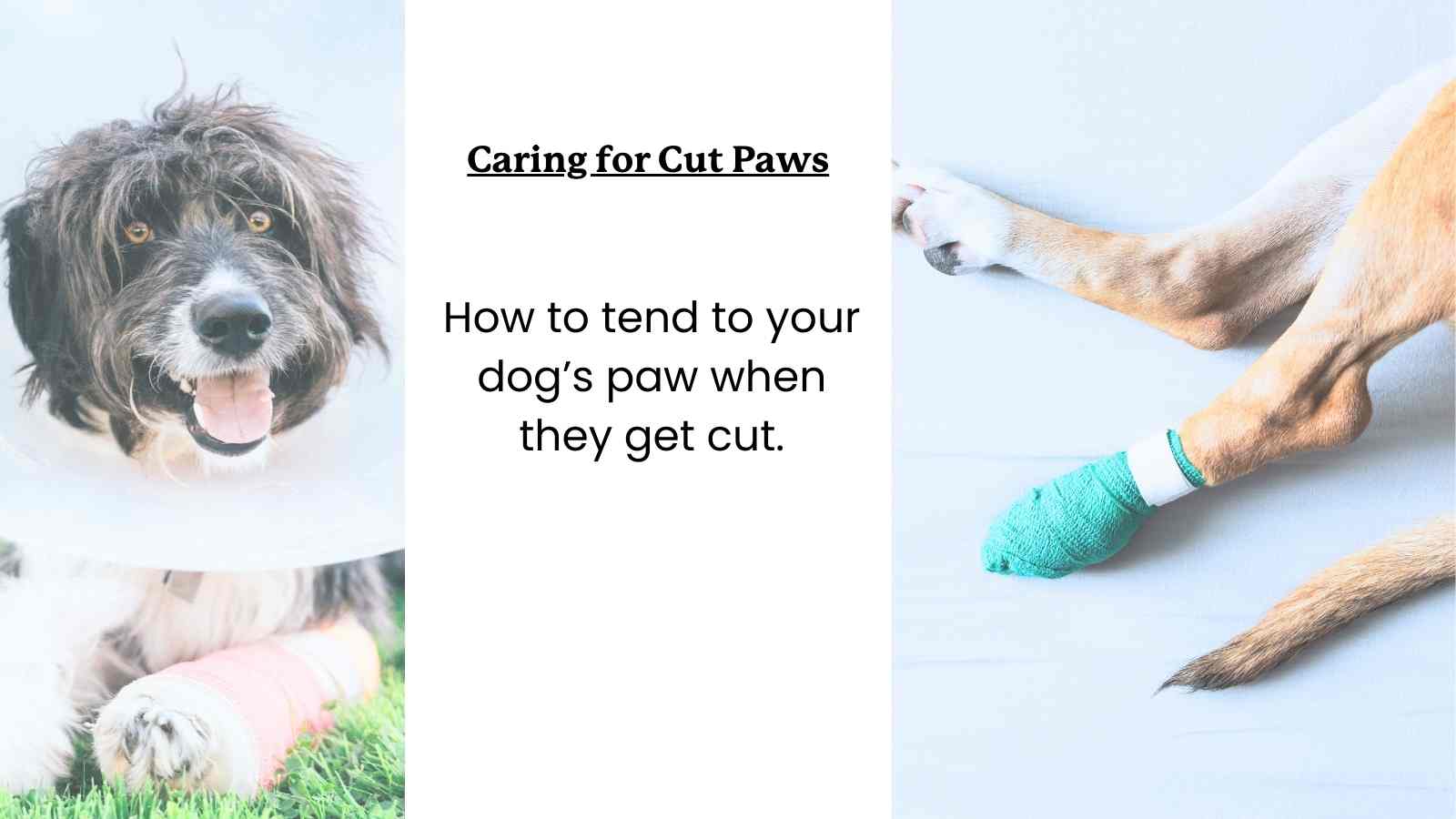 Guide to Caring for Cuts on Dogs' Paws - Two images of dogs in bandages with paw injuries.