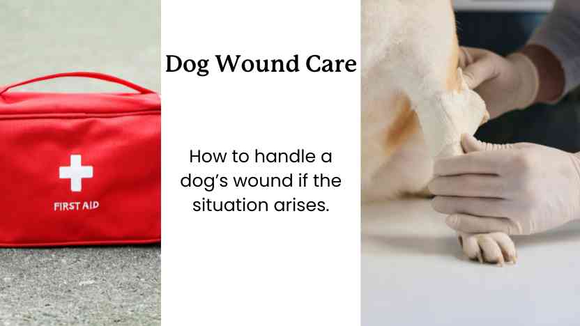 A Pet Owner's Guide to Dog Wound Care