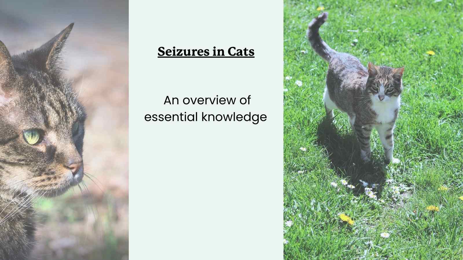 Seizures in cats: an Overview