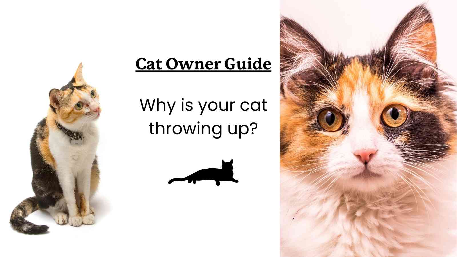 Cat Vomiting: Why is My Cat Throwing Up?