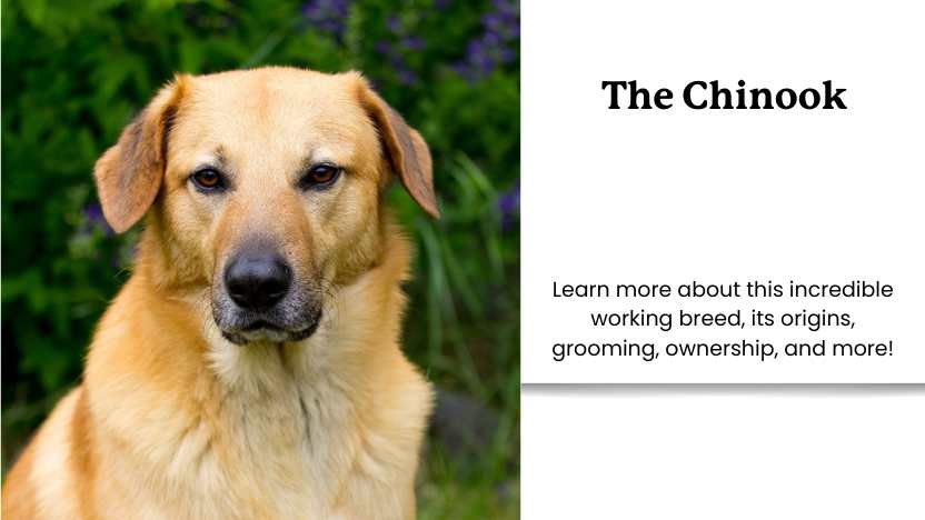 This image shows an image of a Chinook, and text that reads "The Chinook"