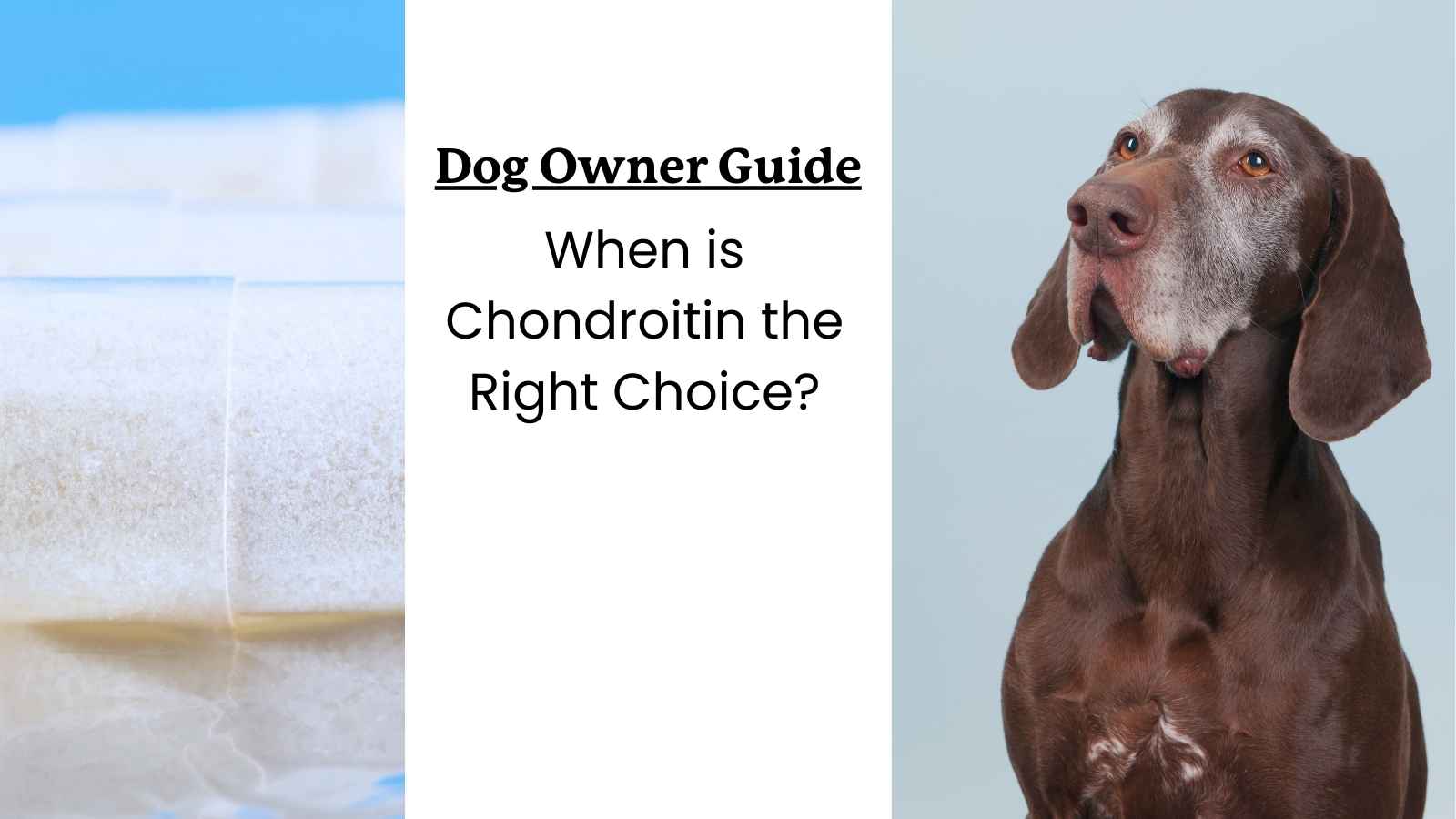 A dog owner's guide to Chondroitin