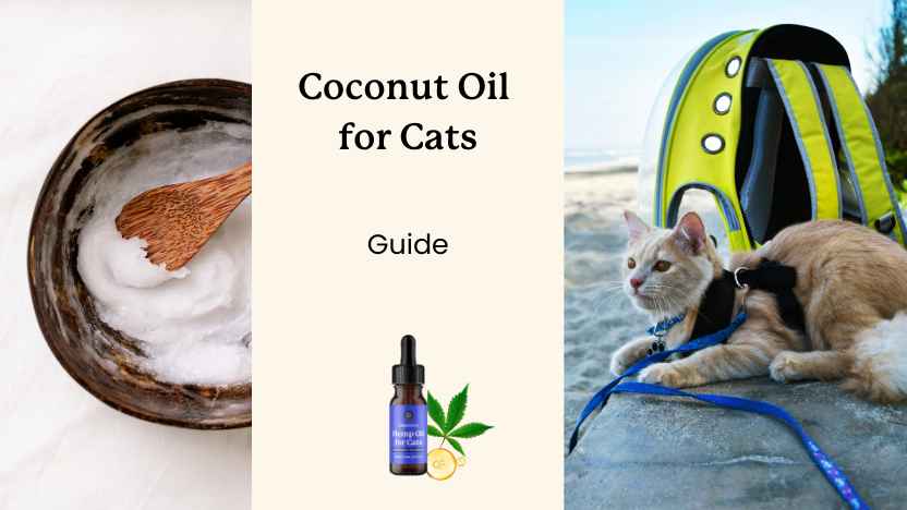 This is a guide to coconut oil for cats