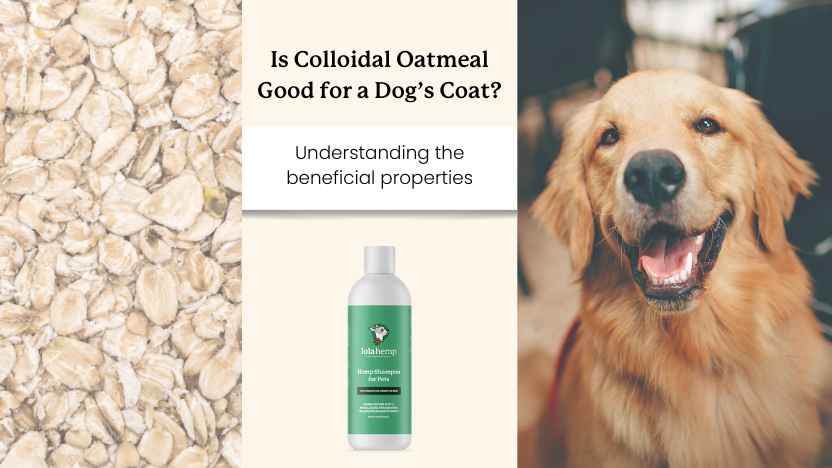 image of oatmeal, lolahemp CBD shampoo, and a happy dog with a beautiful coat.