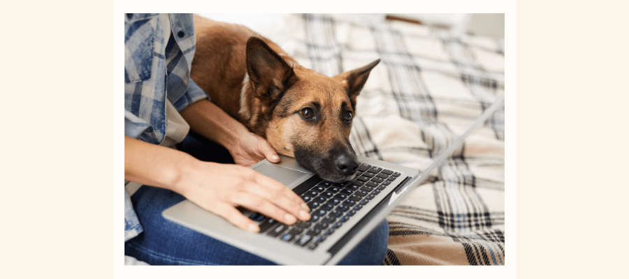 Curated visual reference: Why My Dog Wants Constant Attention Reference: Why Does Your Dog Want Constant Attention