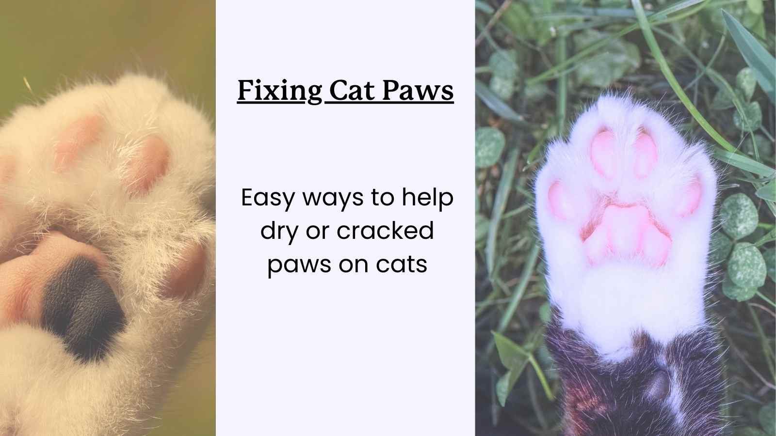 How to Fix Cracked & Dry Cat Paws | Causes & Solutions – Lolahemp