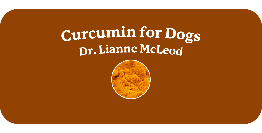 Is Curcumin Safe for Dogs?