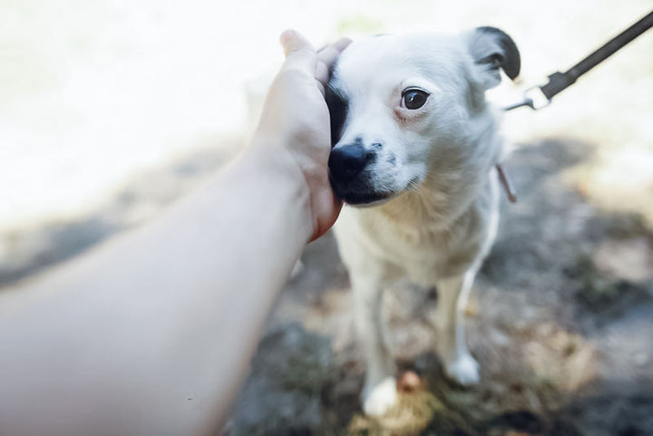 small white nervous rescue dog on leash being pet by owner