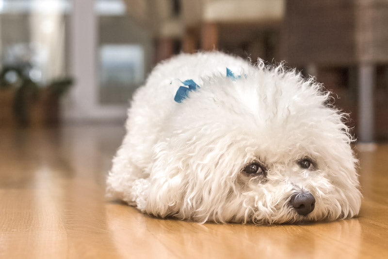 sad little white dog laying down waiting for owner to get home