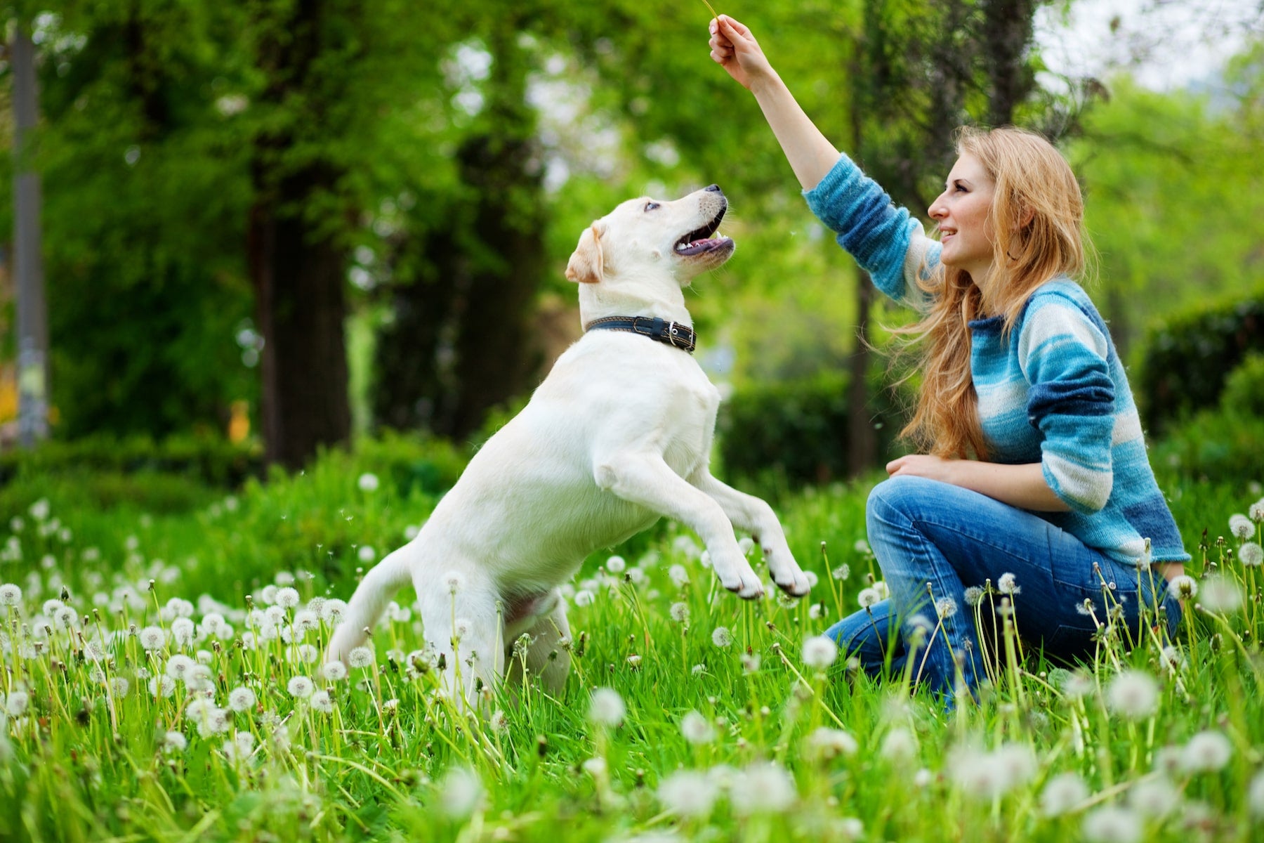 female trainer in blue shirt training a yellow lab in a field of dandelions 