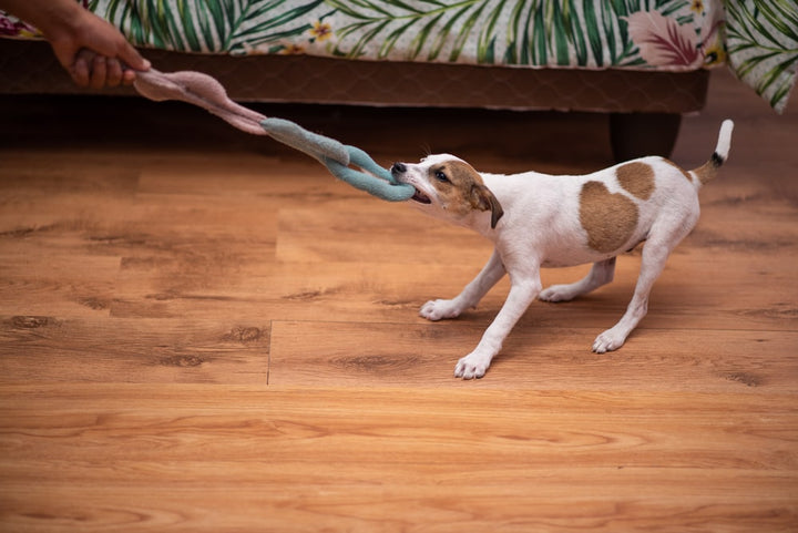 Brown and white dog playing tug of war on hard wood floors