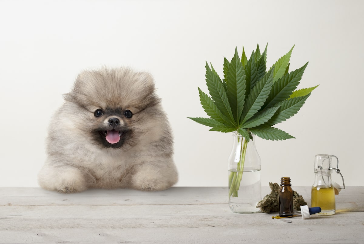 Fluffy white pomeranian puppy sitting at gray table with hemp oilt
