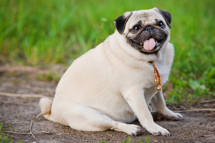 How to Manage Your Pet's Weight