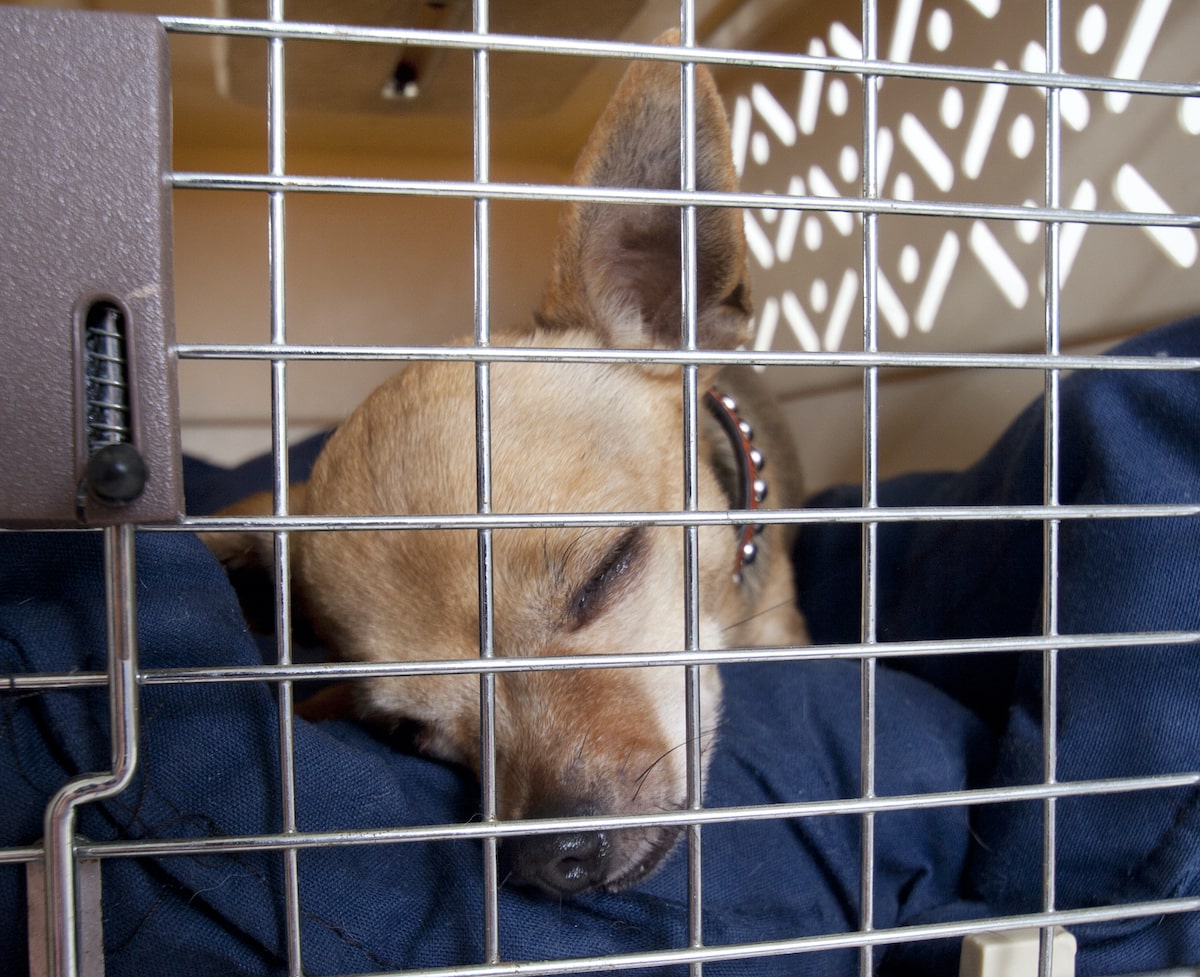 chihuahua sleeping in a crate