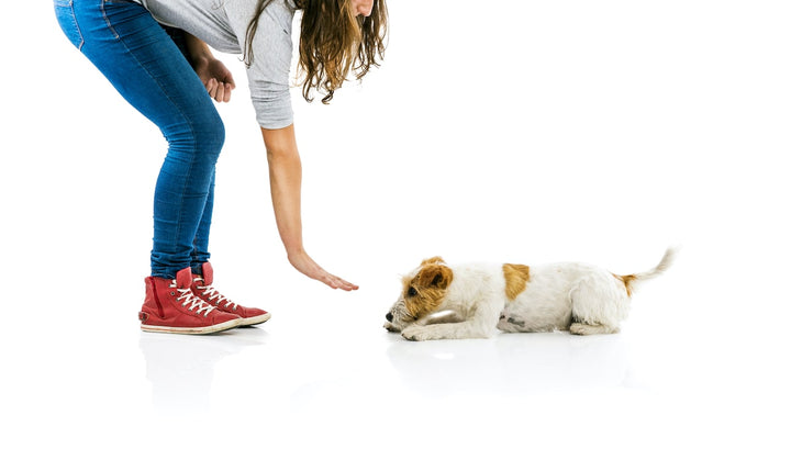 female owner wearing red sneakers training small white and brown terrier dog