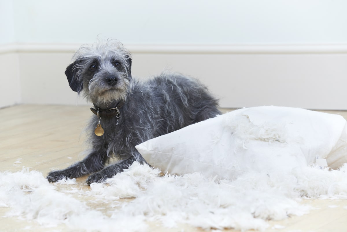 Little gray dog looking ashamed after destroying a pillow