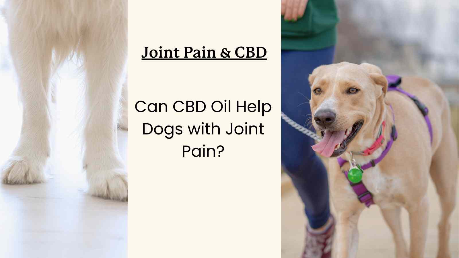 This is a guide to the use of CBD Oil for Joint Pain in Dogs