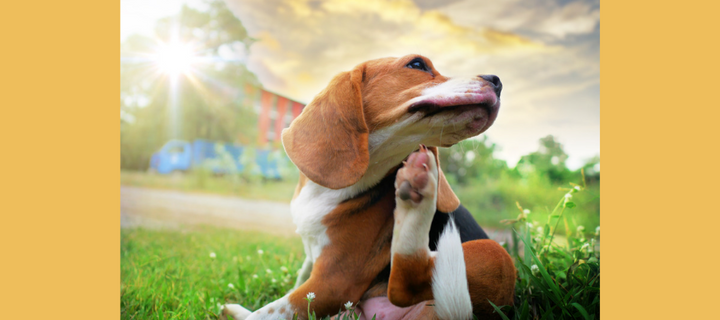 A Beginner's Guide to Dog Allergies