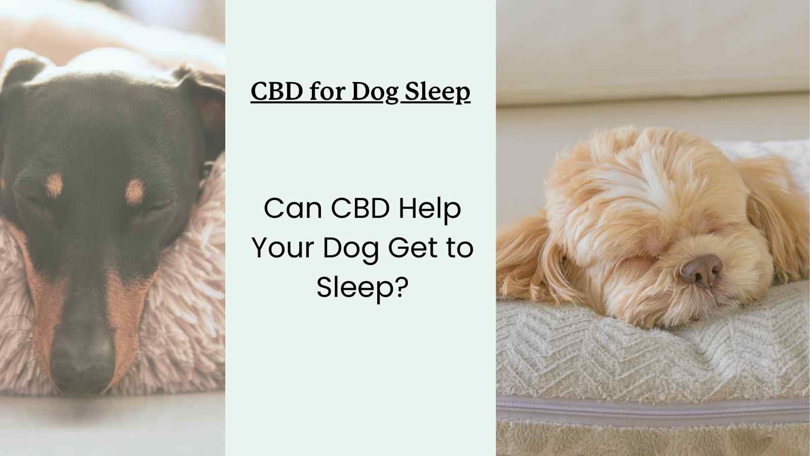 CBD for Dogs: Sleeping Benefits Guide