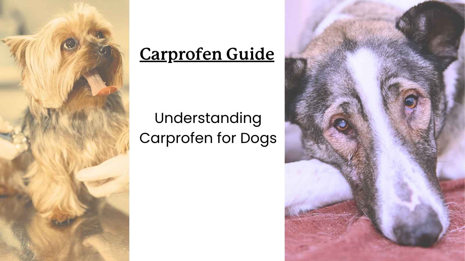 two dogs and text that reads "carprofen guide: understanding carprofen for dogs."