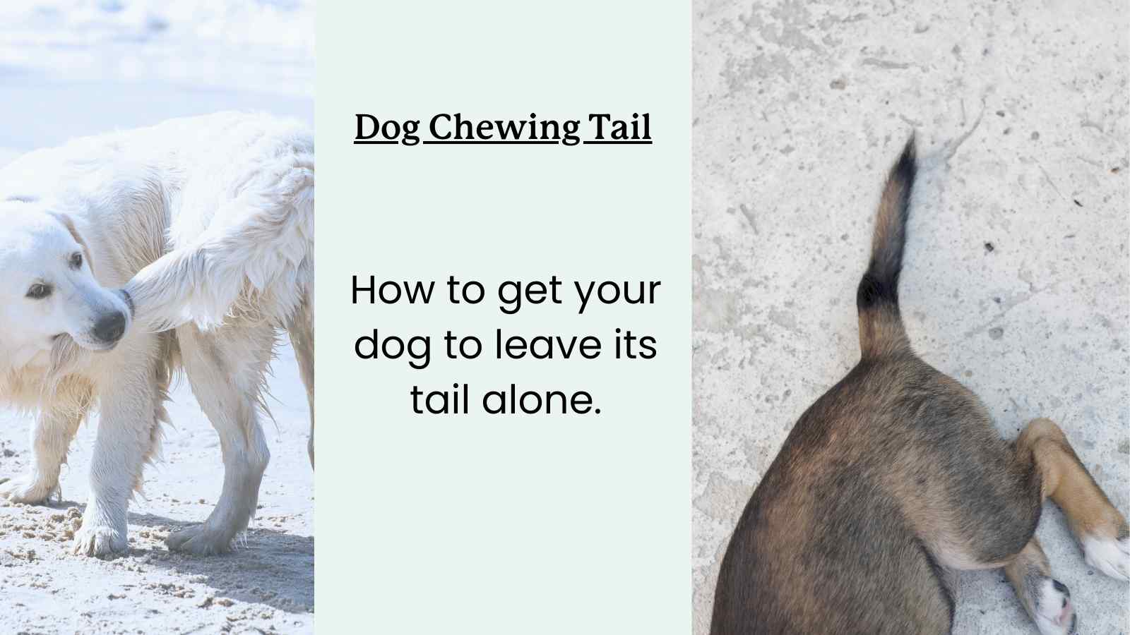 How to Stop Dog Chewing Tail Behavior