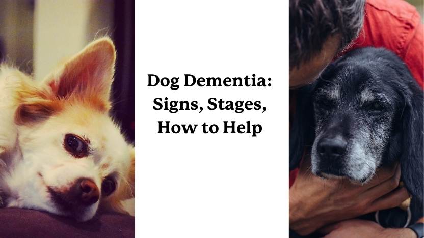 Dog Dementia - Image of Two Senior Dogs