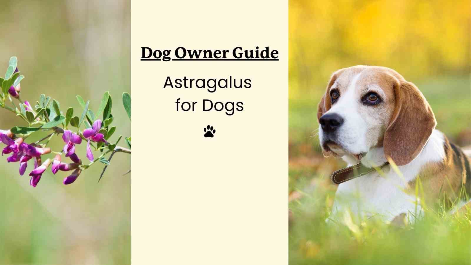 This is a guide to using Astragalus for dogs, written for pet owners to use.