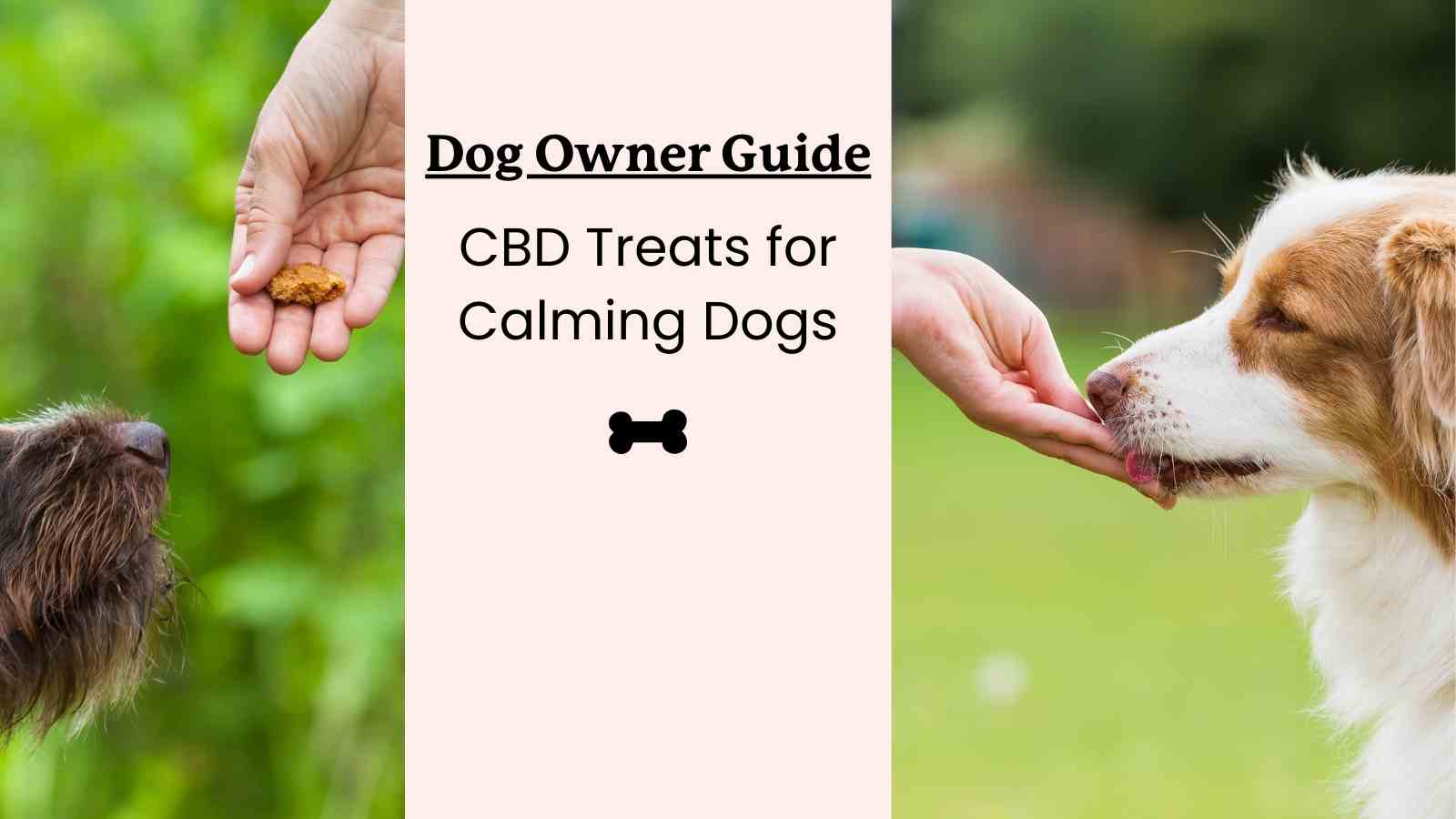 This is a pet owner's guide to CBD treats for dogs.