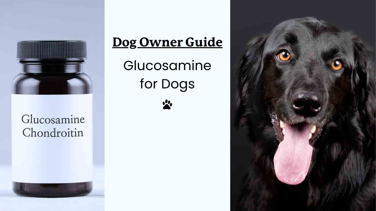 Glucosamine for Dogs Benefits: Improve Joint Health Naturally