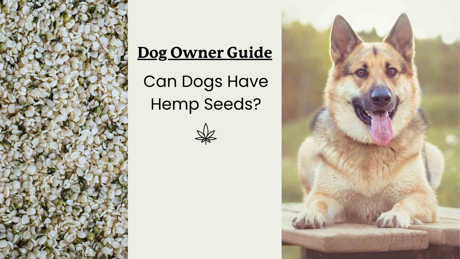 image of hemp seeds and a german shepherd with text that says "dog owner guide"