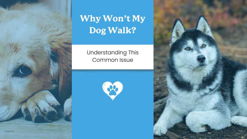 My Dog Doesn't Want to Walk - What Do I Do?