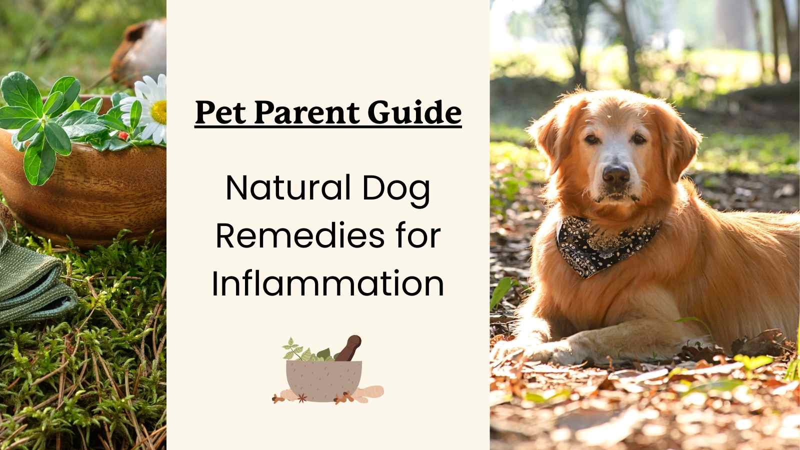 Natural remedies for dogs inflammation