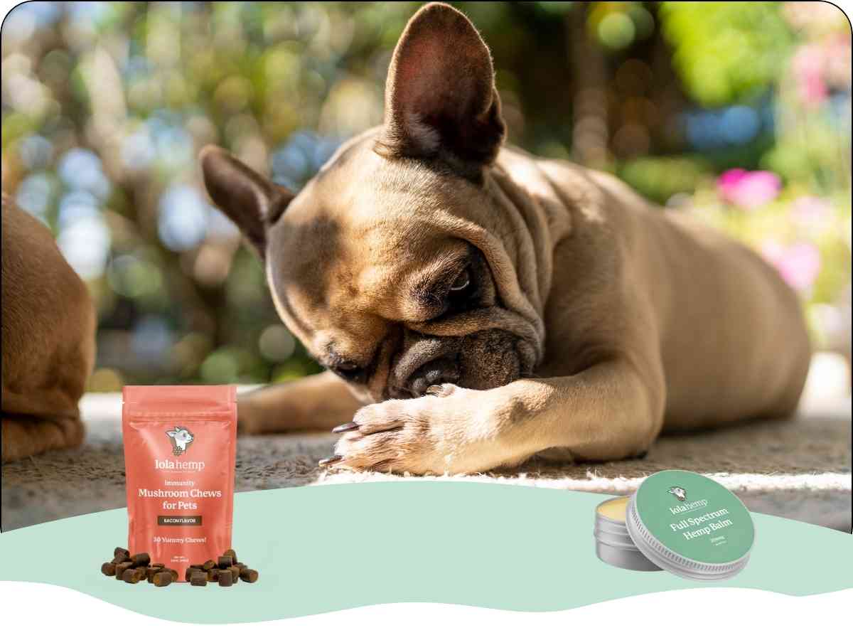 How to Stop Dog from Licking Paws Home Remedy Vinegar: Easy & Effective Tips