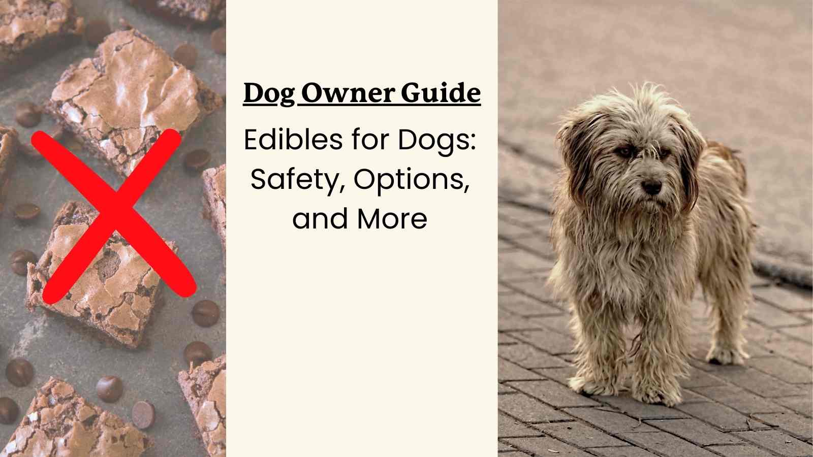 This is a guide to edibles for dogs.